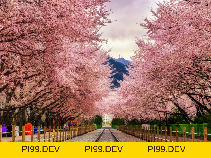 Rớt Visa Hàn Thì Bao Lâu Xin Lại Được? - Công ty du lịch Viva Star - pi99